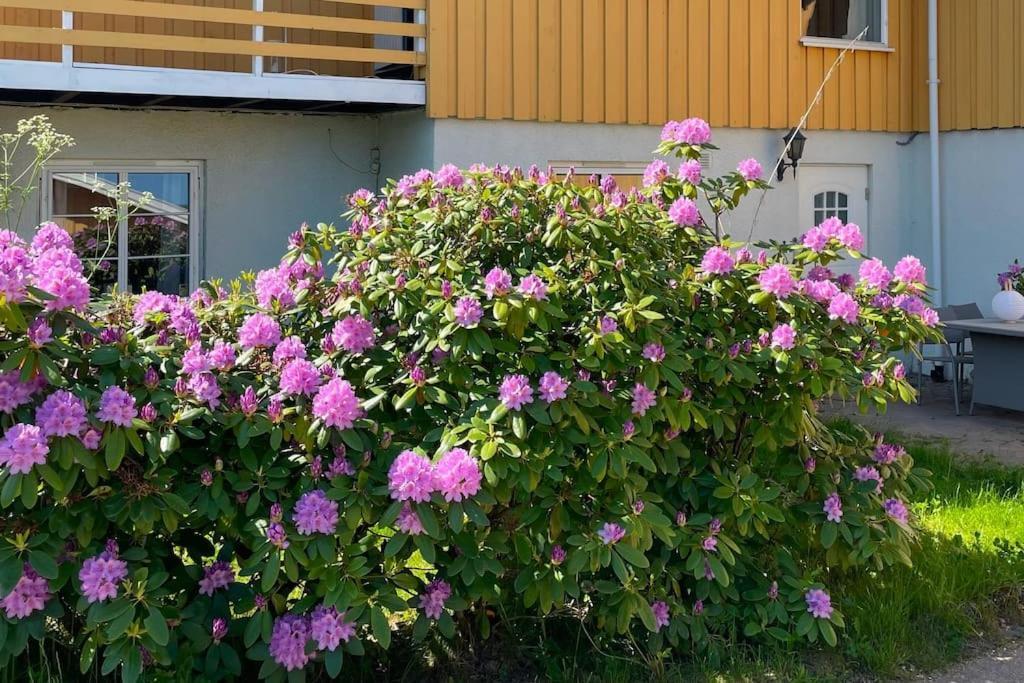 Cosy And Well-Equipped Apartment With Free Parking Trondheim Dış mekan fotoğraf